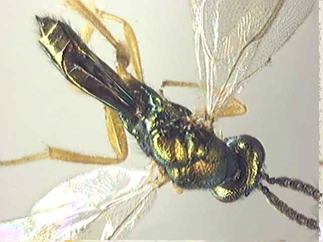 Pteromalidae 5